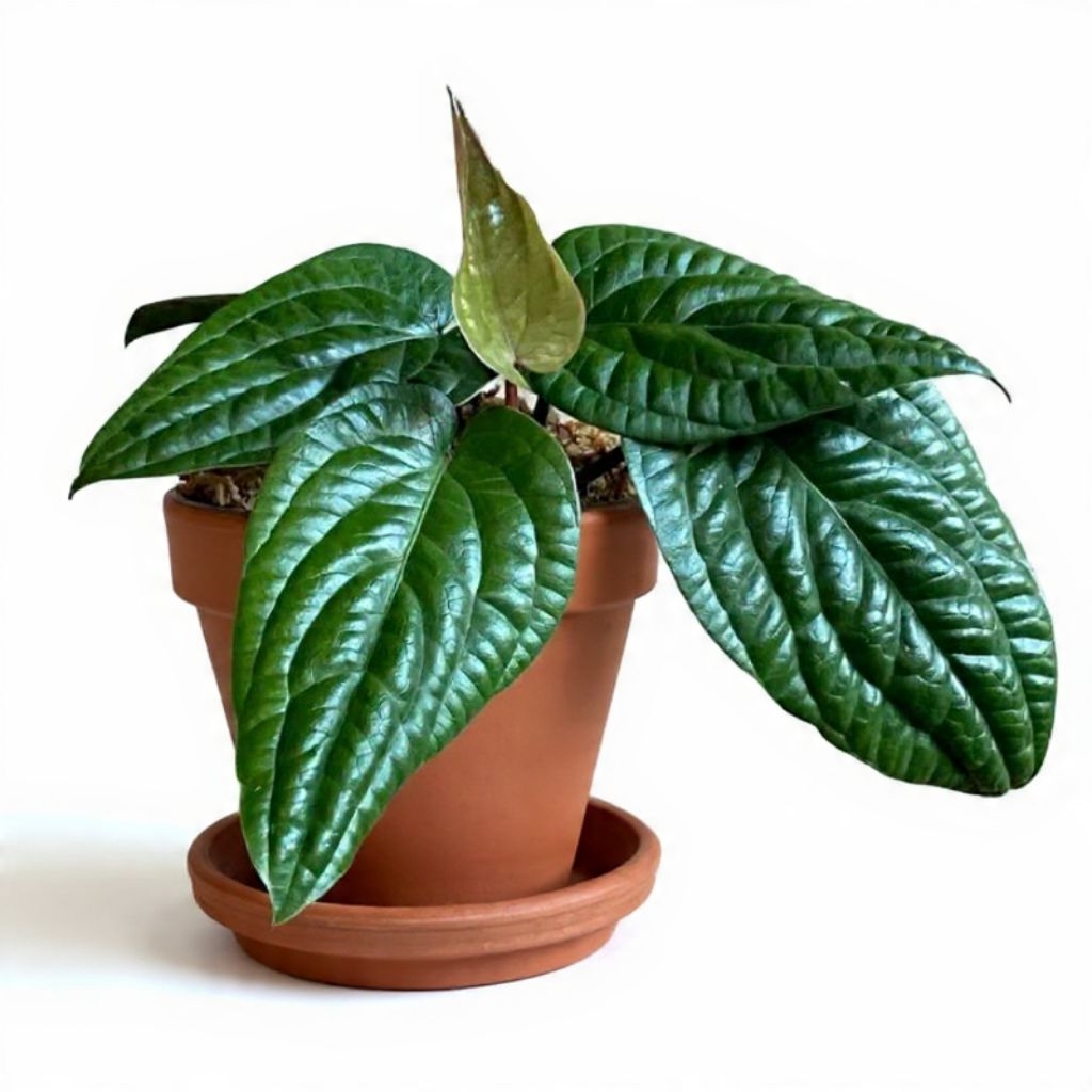 Anthurium Radicans / Sirih Badak | Tanaman Hias Unik Daun Berurat Cantik Kolektor