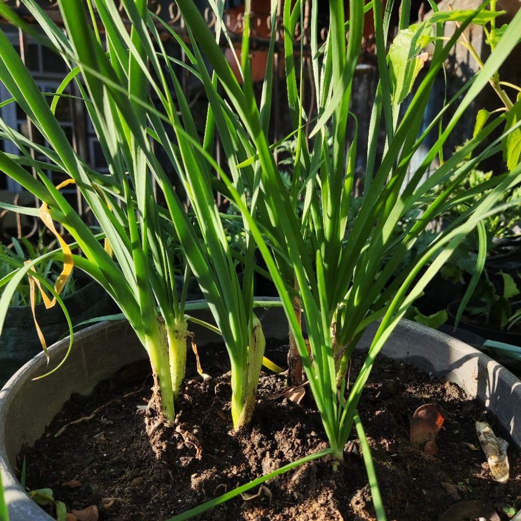 Bibit Daun Kucai Gonda Tanaman Daun Kucai Bawang Kucai Per Batang