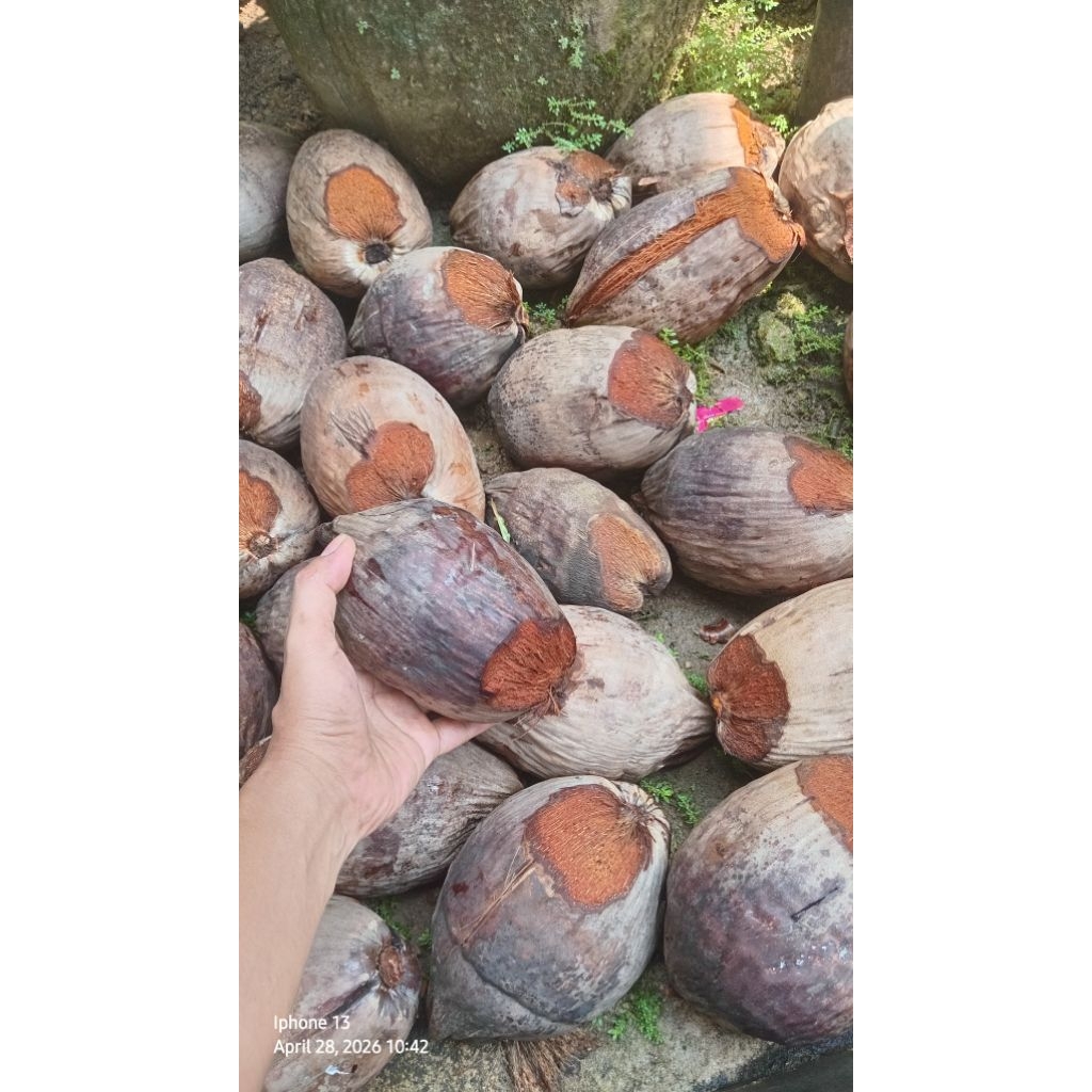 Bibit bahan bonsai kelapa mini gading
