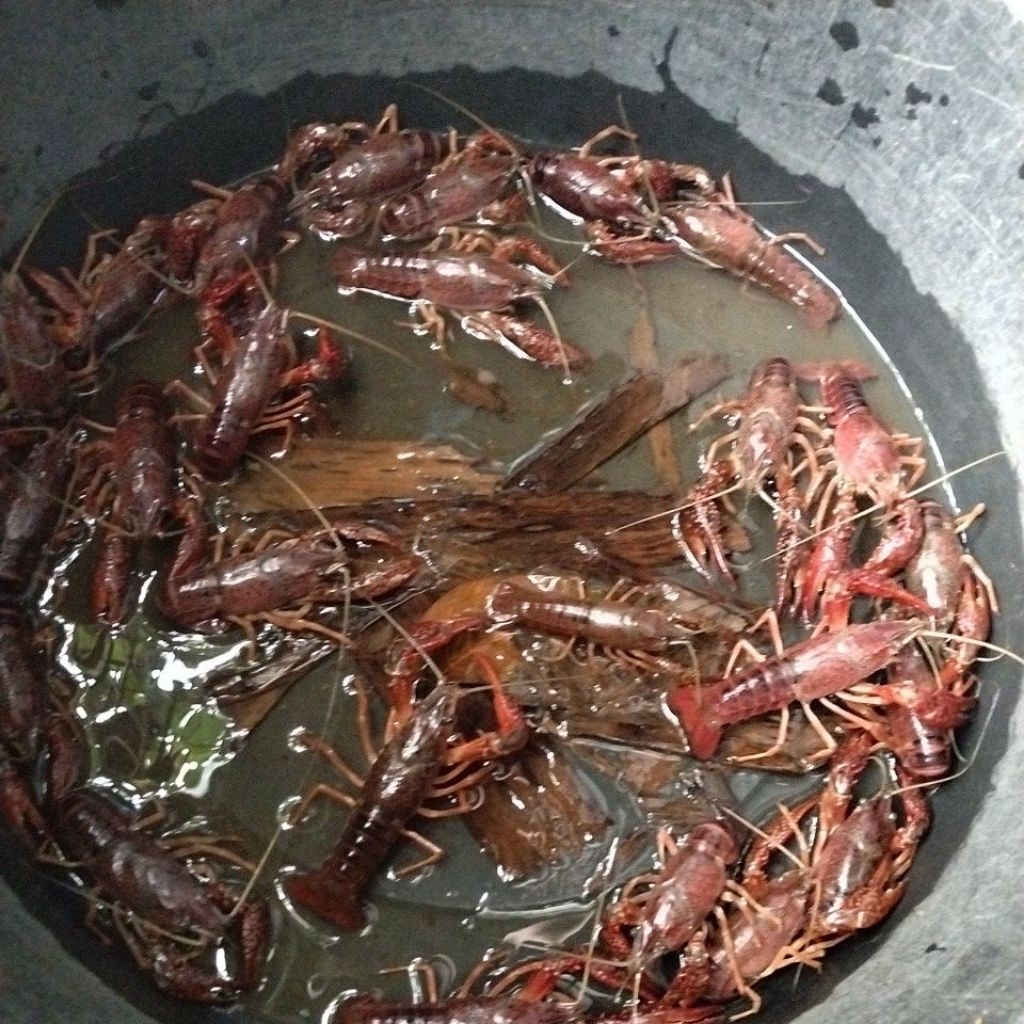 lobster hias air tawar