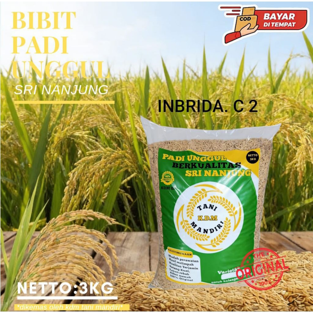 BENIH PADI INBRIDA (C2) KEMASAN 3KG BIBIT PADI UNGGUL