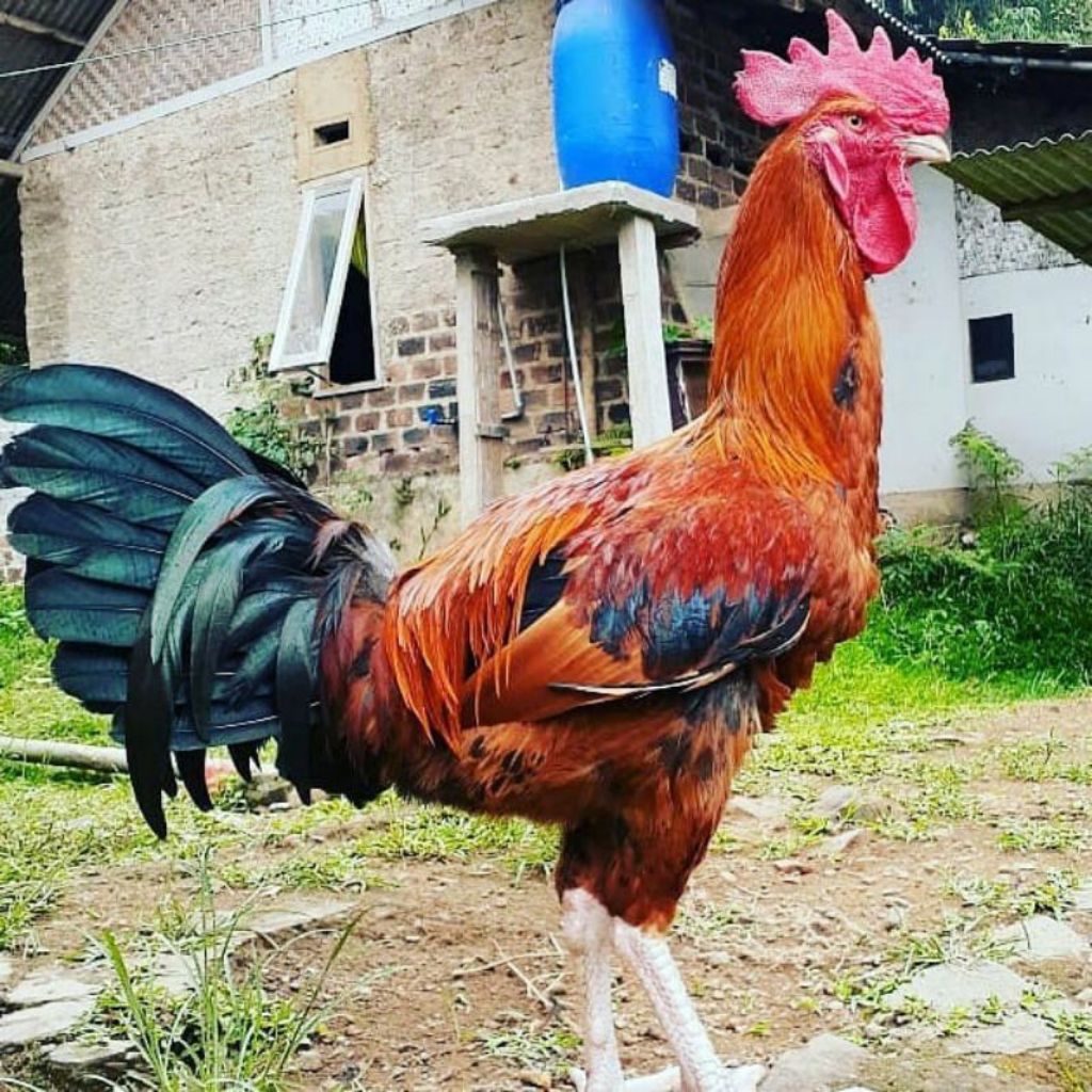 telur ayam fertil pelung petarung atau jantan mengahasilkan