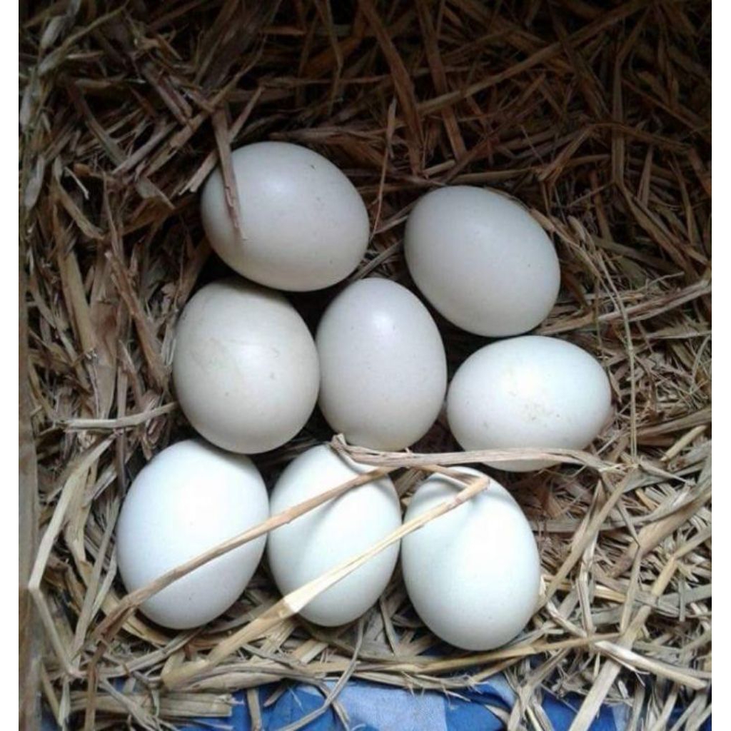 paket sangat hemat 5 telur ayam fertil Bangkok pakhoy speed petarung atau jantan mengahasilkan