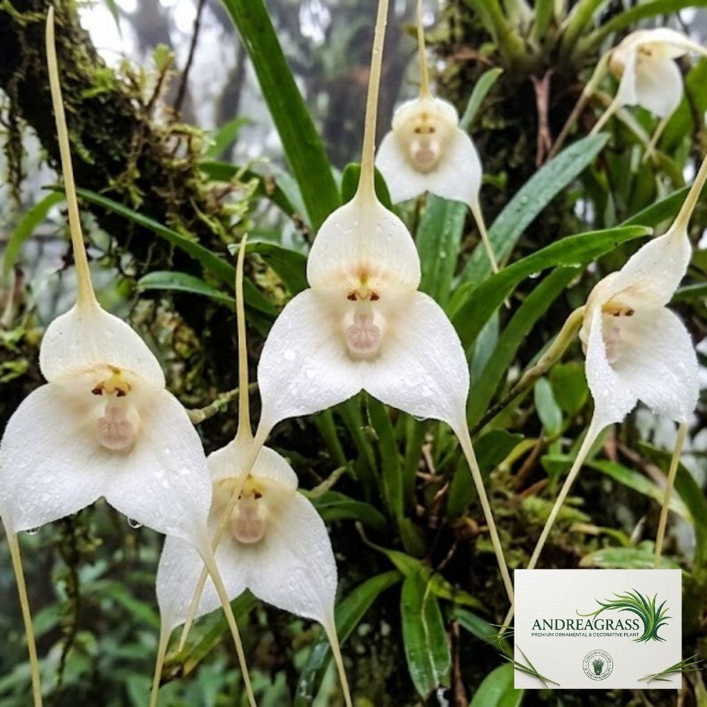 Promo tanaman hias anggrek import bunga white/anggrek monyet - tanaman hias bunga hidup