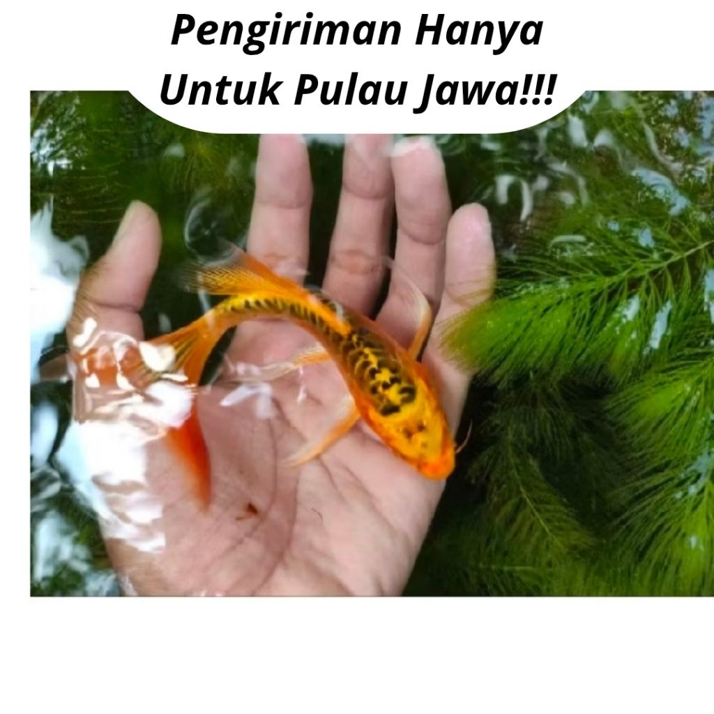 SPESIAL paket 10 ekor bibit koi metalik slayer/kumpay butterfly full gondrong