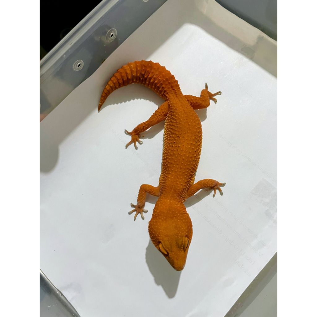 Leopard Gecko SHTCTB Adult Betina Proven