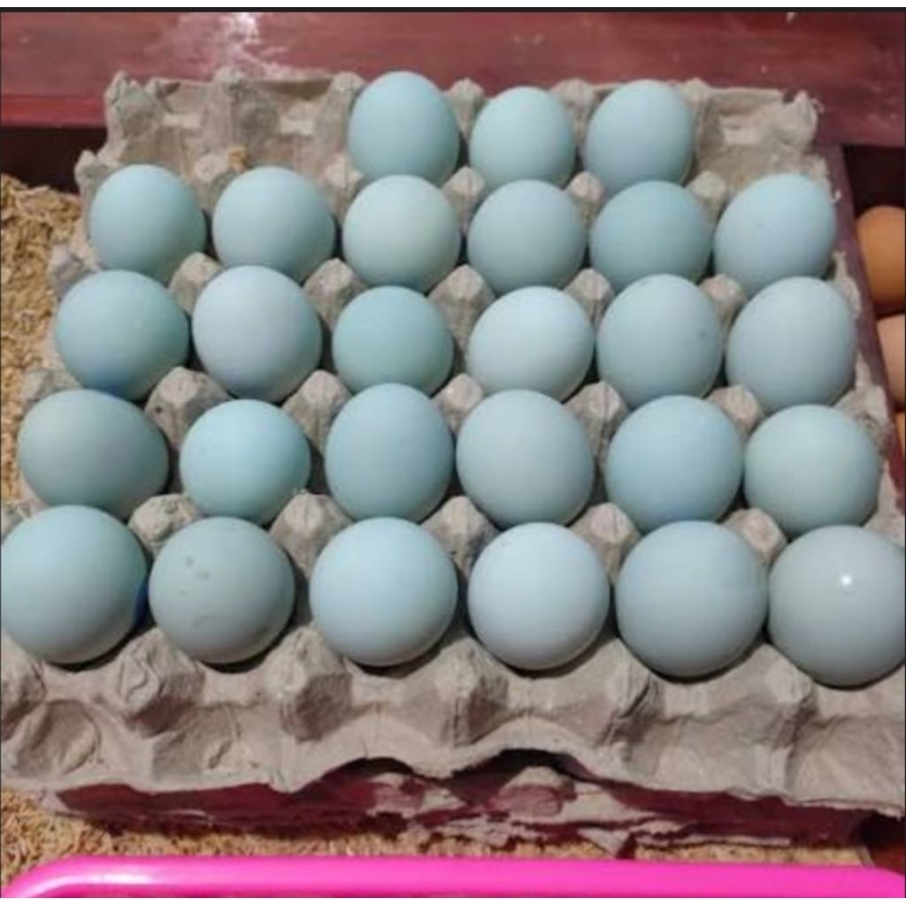 Telur Bebek Mojosari Fresh