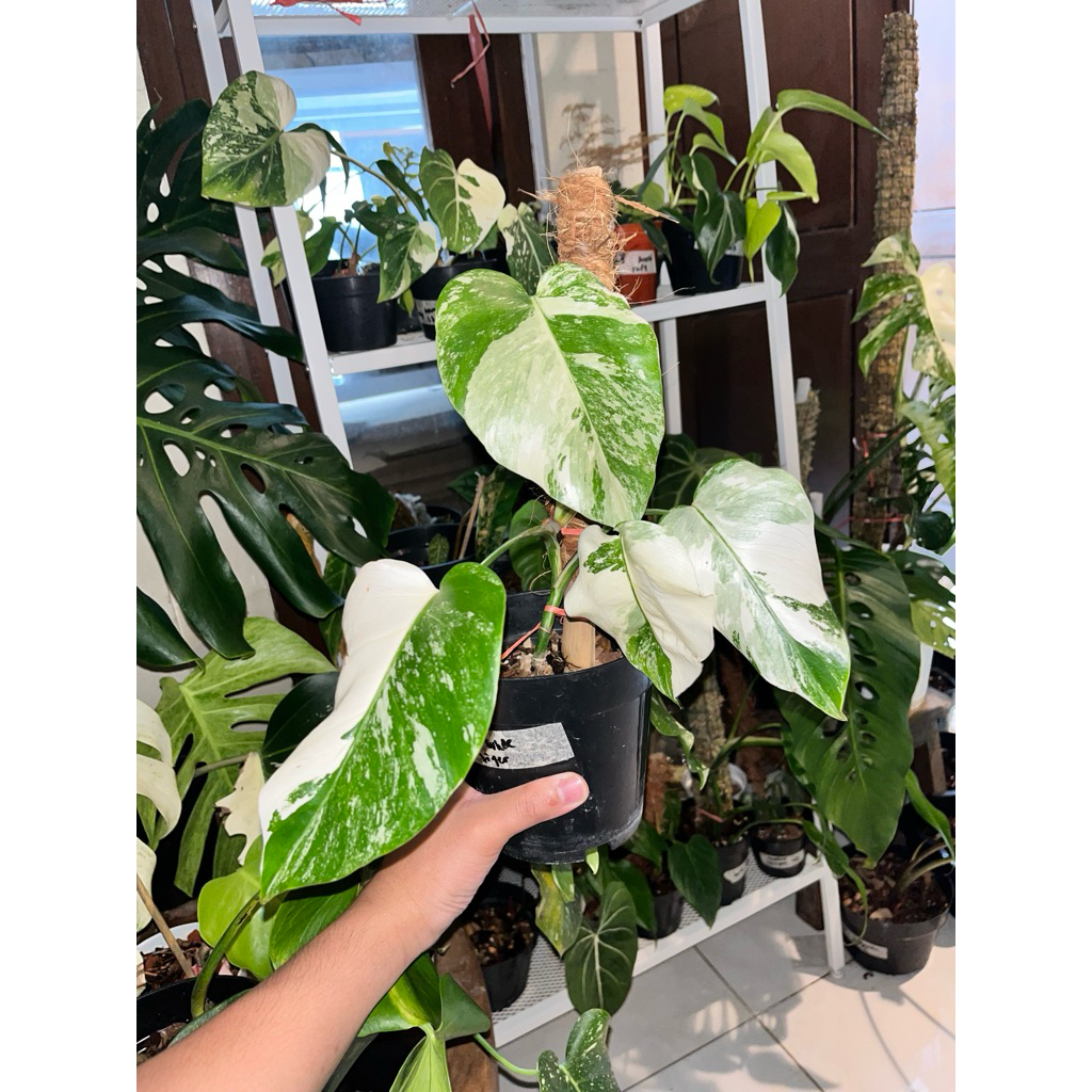 Monstera White Tiger