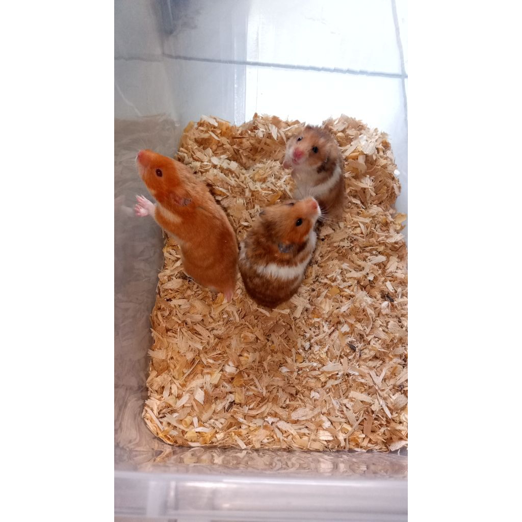 HAMSTER SYRIAN INDUKAN