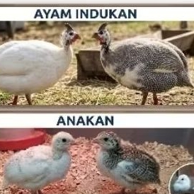 ANAKAN Bibit Ayam Mutiara/ Ayam Afrika Berkualitas