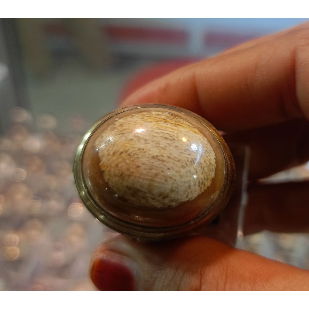 Cincin Batu Fosil kelor (natural)