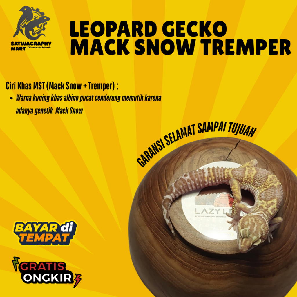 Mainan Anak GECKO Warna MST MACK SNOW TREMPER