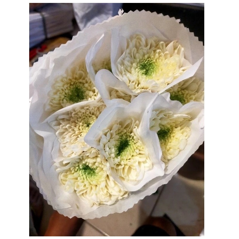 Bunga Krisan Potong Segar - Bunga Potong Krisan Standar Fresh