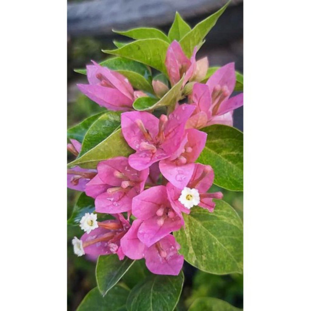 Tanaman hias bougenville singapore soft pink import