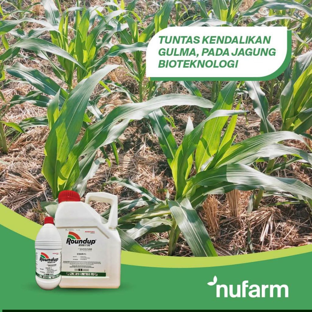 Herbisida Roundup Biosorb 486 SL Herbisida Tanaman  Jagung Bioteknolog
