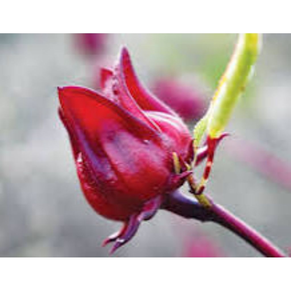 Bunga rosella/roselle segar harga per biji