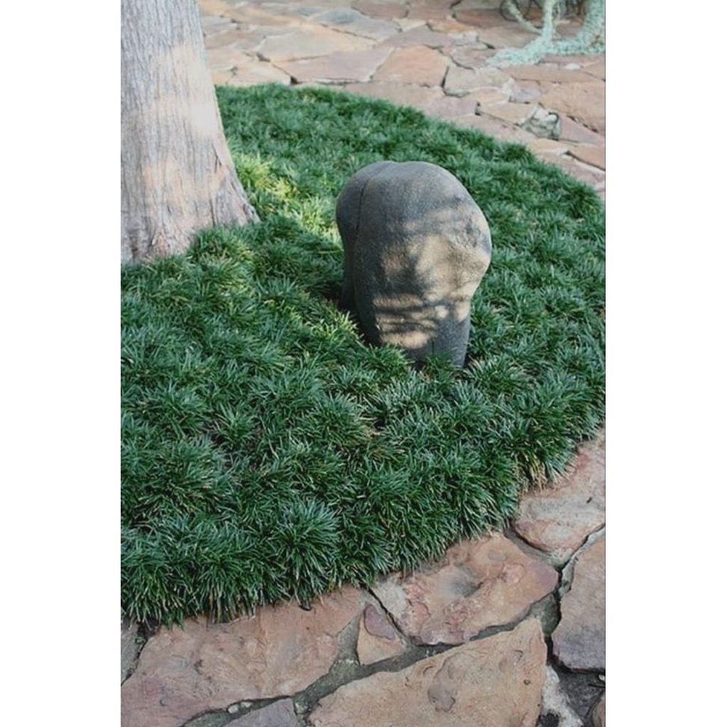 RUMPUT KUCAI MINI HARGA /KG RUMPUT KUCAI / RUMPUT KUCAI MINI