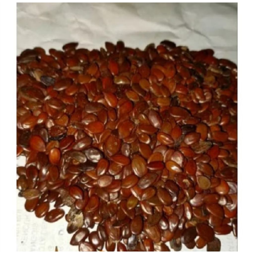 jual petai lamtoro/petai cina sudah kering 50gr