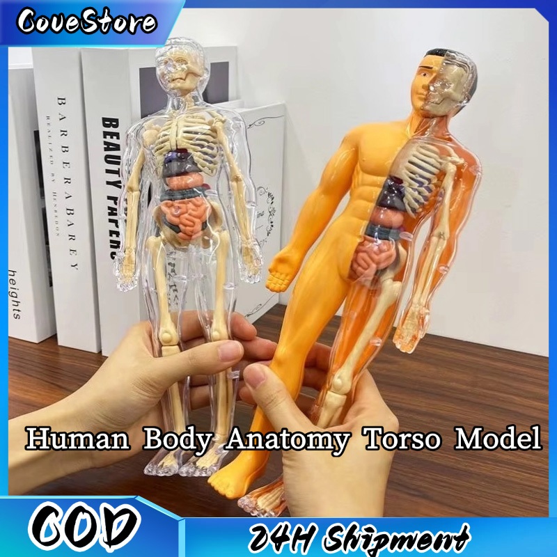 Human Body Anatomy Torso Model Miniatur Organ Tubuh Manusia Mainan Dokter Alat Praktek Kedokteran