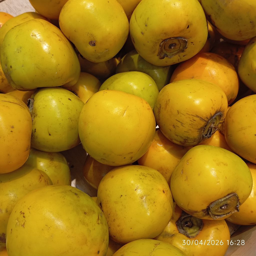 kesemek lokal segar fresh 1kg