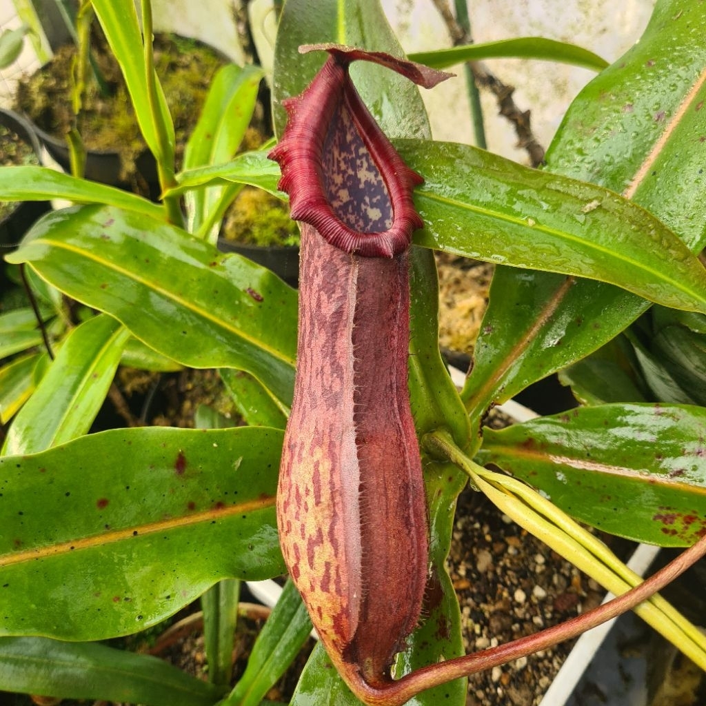Nepenthes kantong semar (Rokko Exotica Boschiana) x Northiana