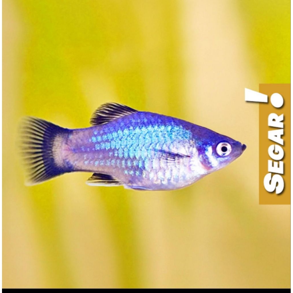 Blue Metalic Platy Ikan Hias Aquascape Hiasan Aquarium Tanaman Air - isi 3 ekor -