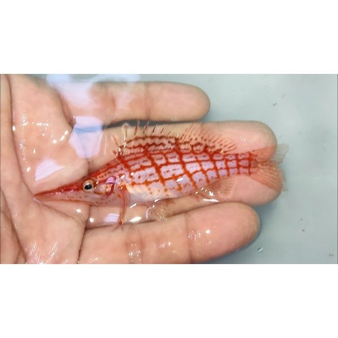 Ikan Hias Air Laut Kerapu Buaya