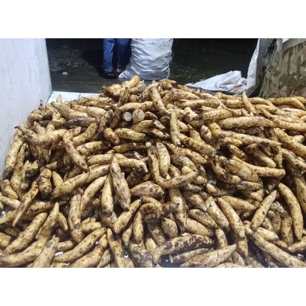 Ubi Cilembu Mentah
