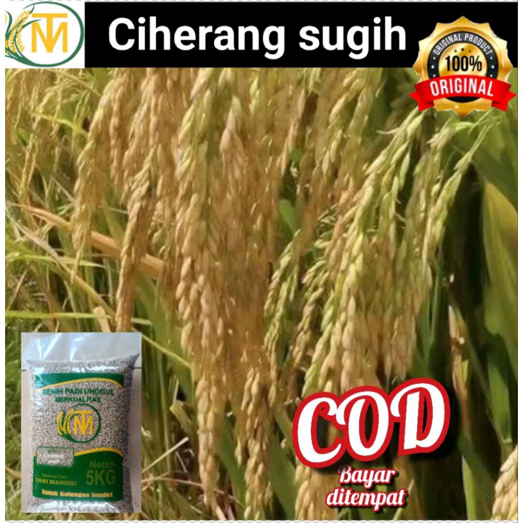 (5KG)Bibit benih padi Ciherang sugih