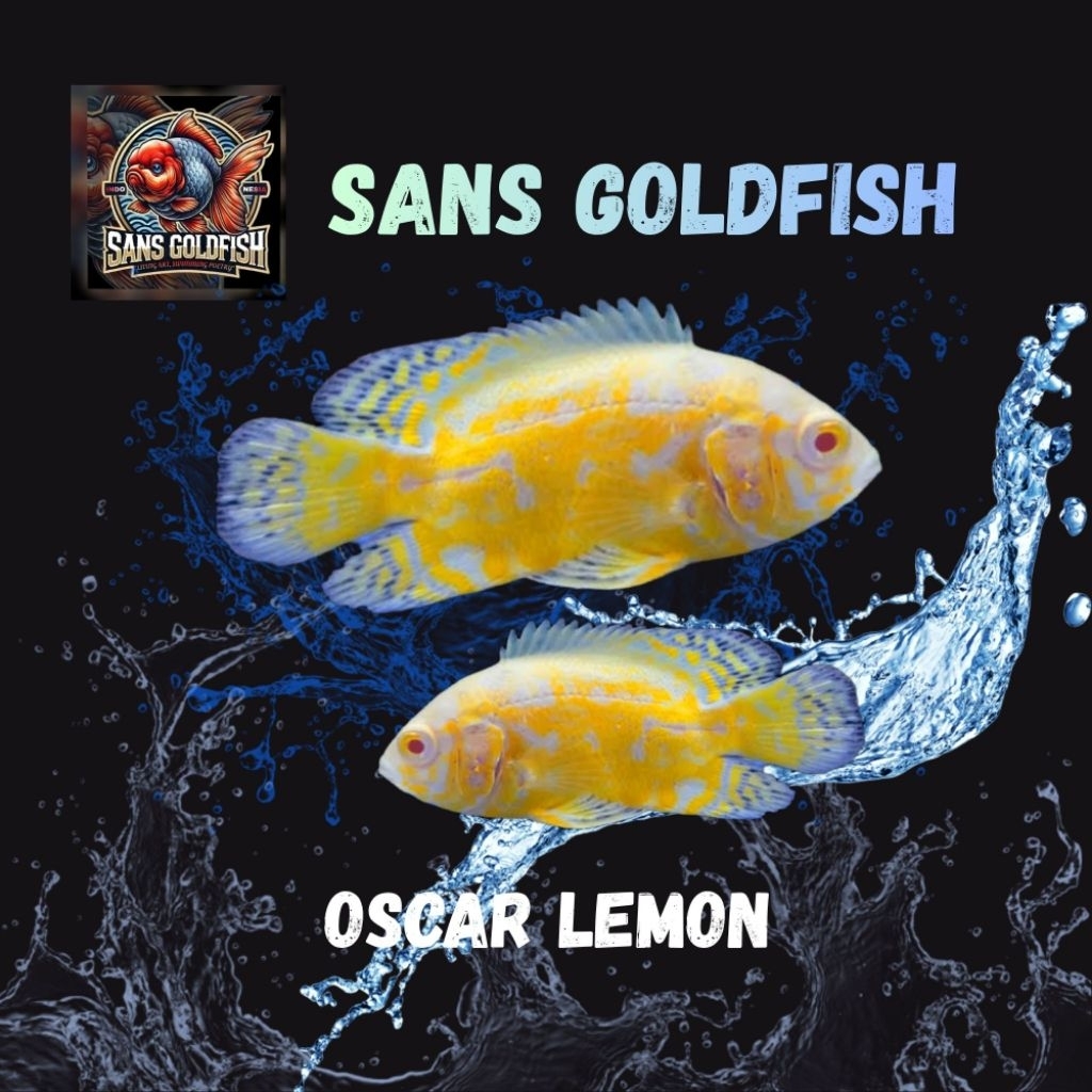 Hiasan Aquarium Oscar Lemon Warna Strong