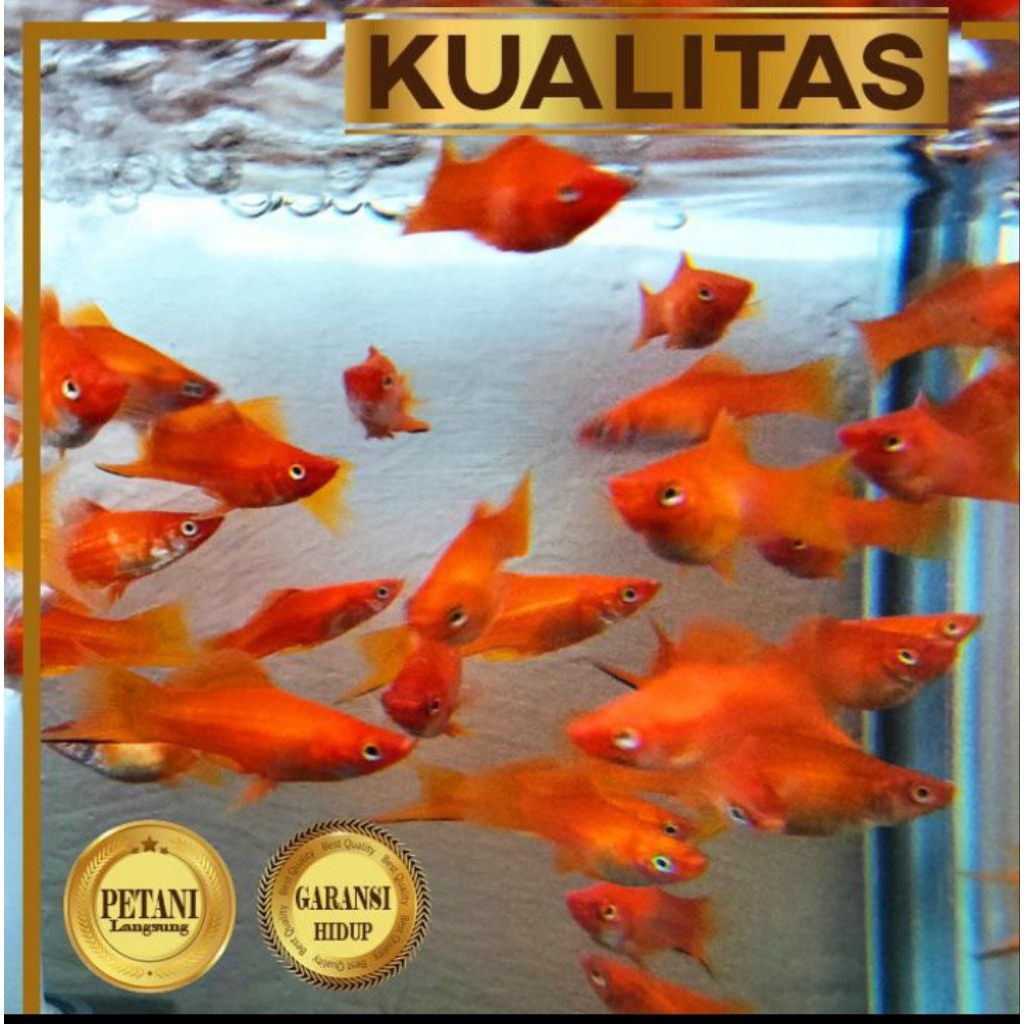Platy Pedang Merah Ikan Hias Aquascape Hiasan Aquarium Tanaman Air