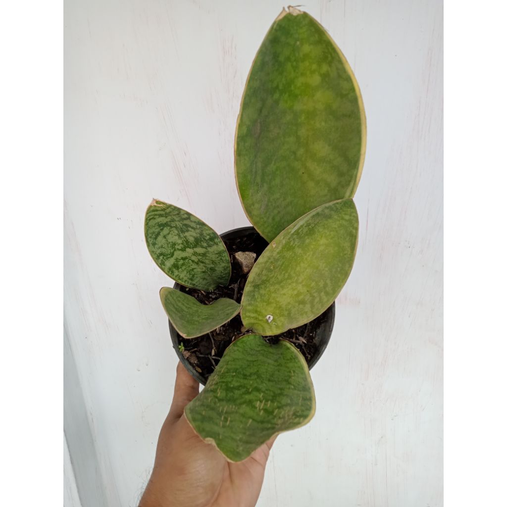 Sansevieria Masoniana Varigata