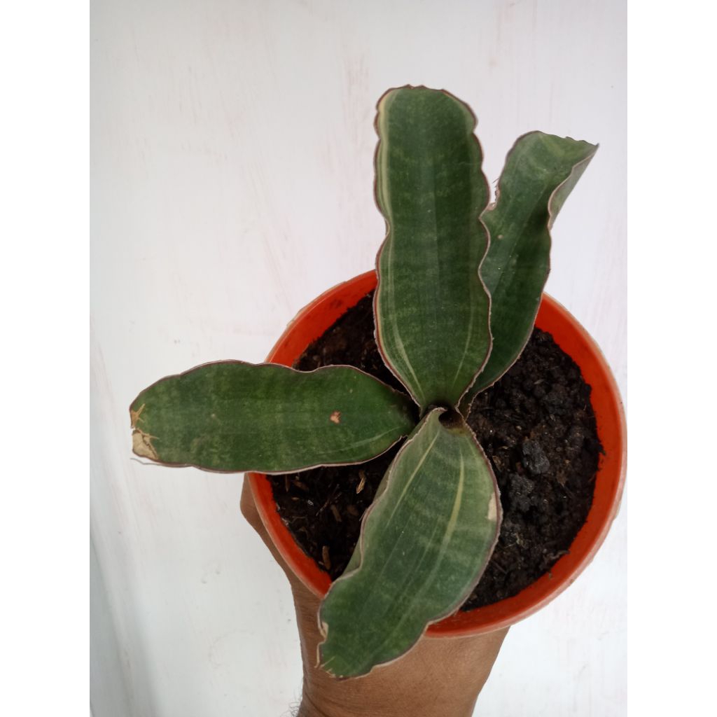 Sansevieria R1181 Varigata