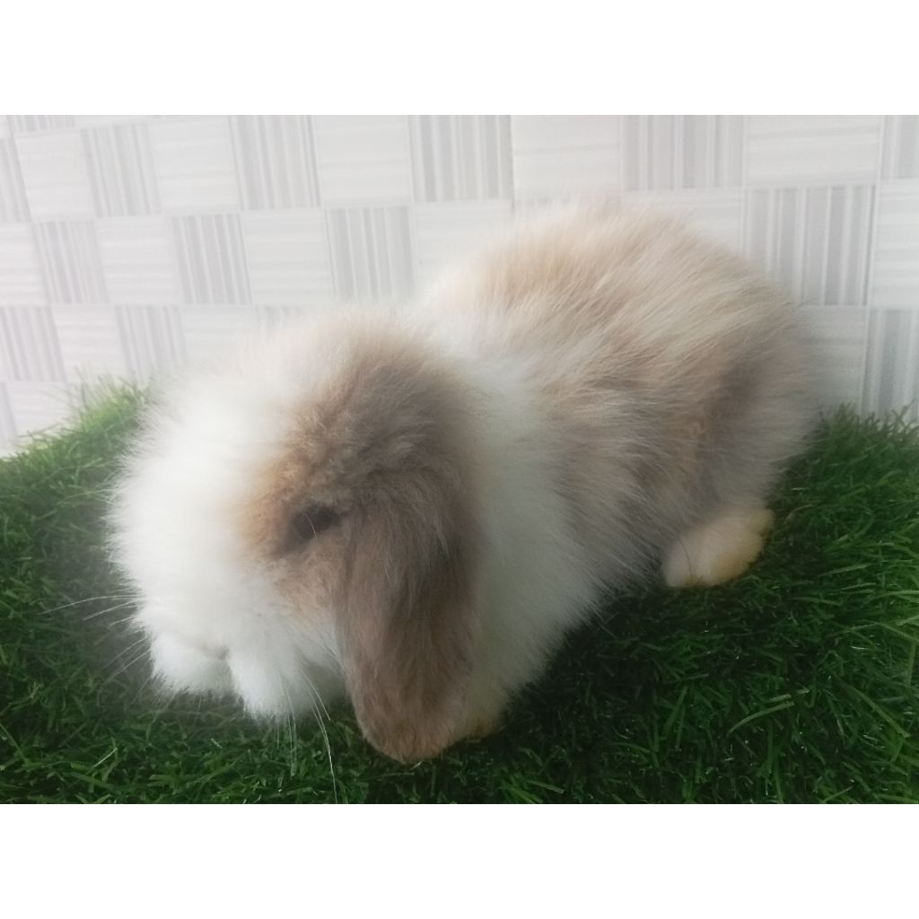 Kelinci Fuzzy lop + pakan