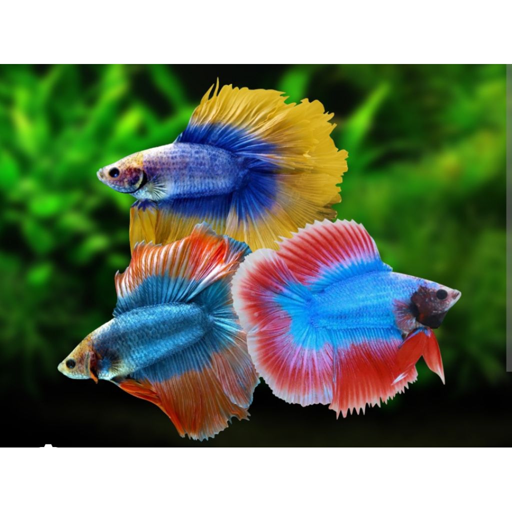 Toples Cupang Premium - Halfmoon Double Tail