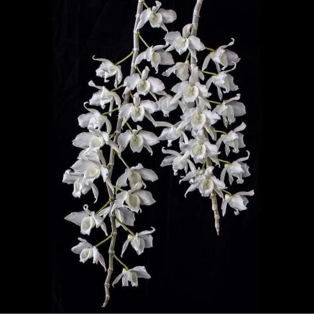 Dendrobium Anosmum Gigantea var Alba