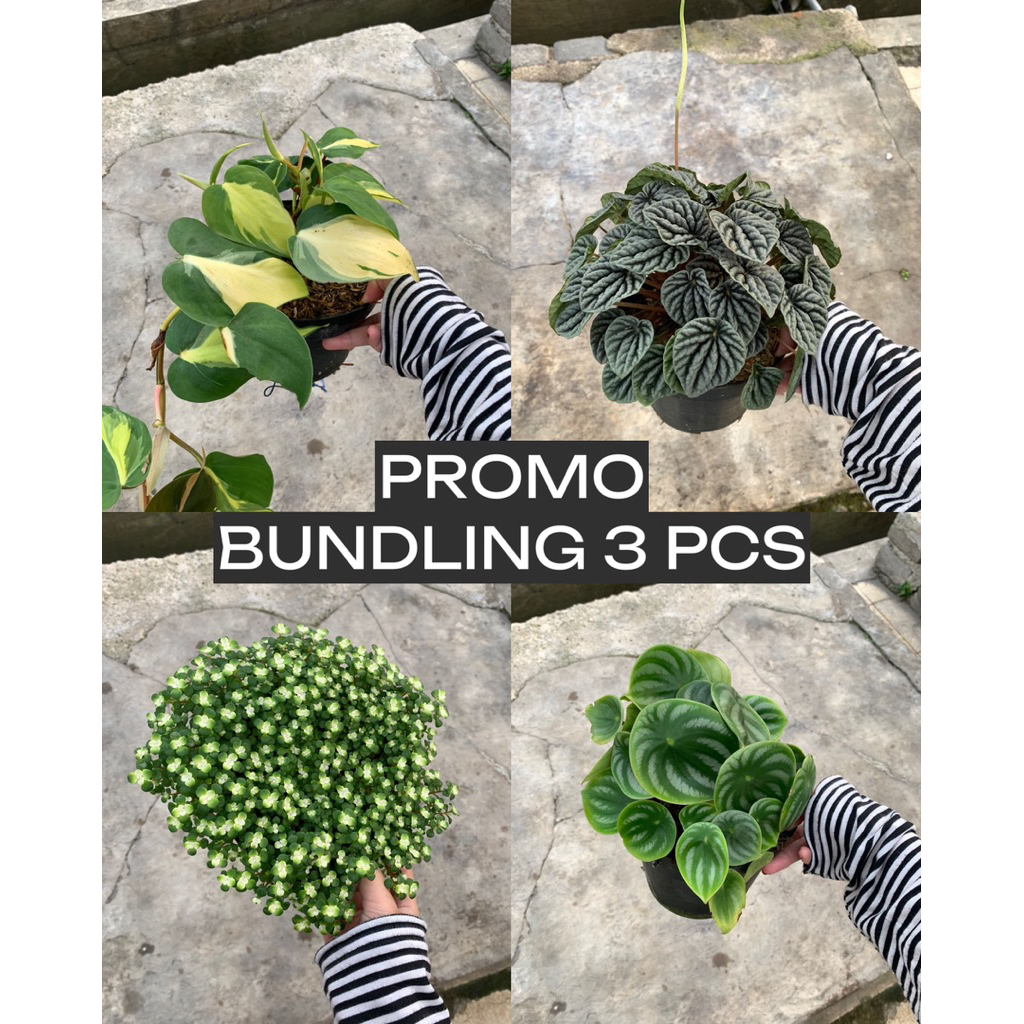 [BUNDLING 3 pcs] Tanaman Indoor Aesthetic  Philodendron Variegata / Peperomia Ripple / Baby Tears / 