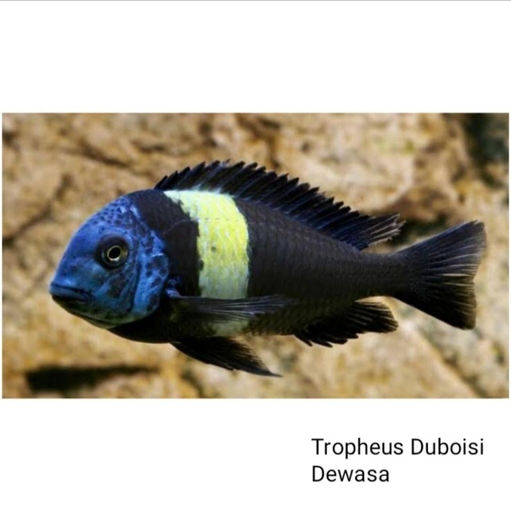Cichlid Tropheus Duboisi Tanganyika Cichlid