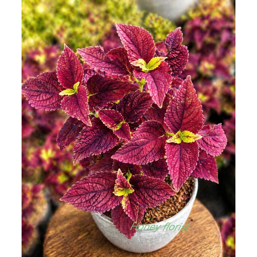 miana pucuk kuning tanaman hias daun coleus jawer kotok
