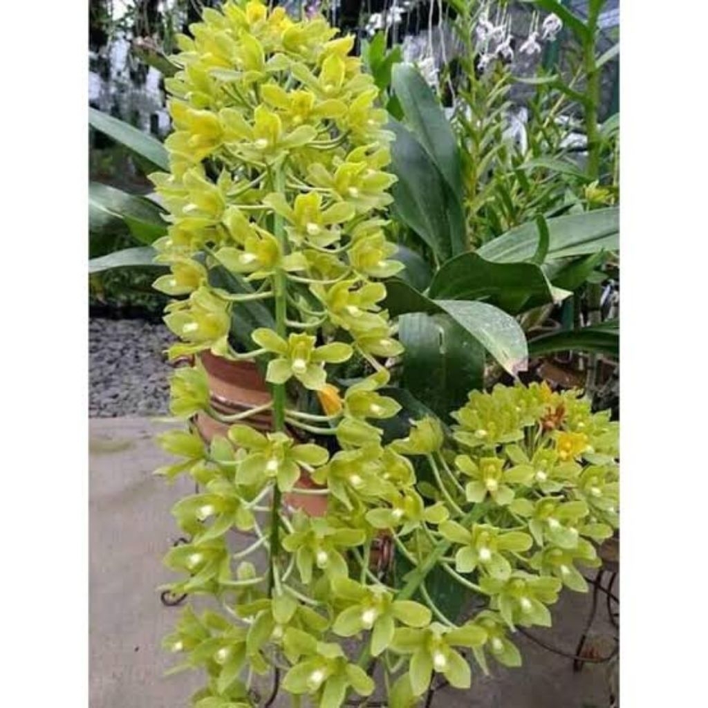 Gramma citrinum dewasa