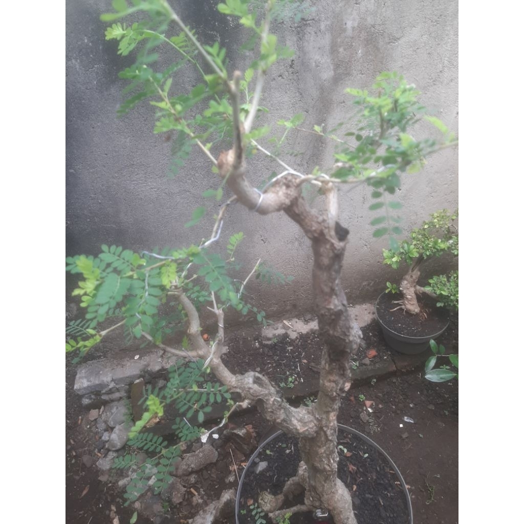 Bonsai Bahan Asem Saraf Semi Taman Sesuai Foto