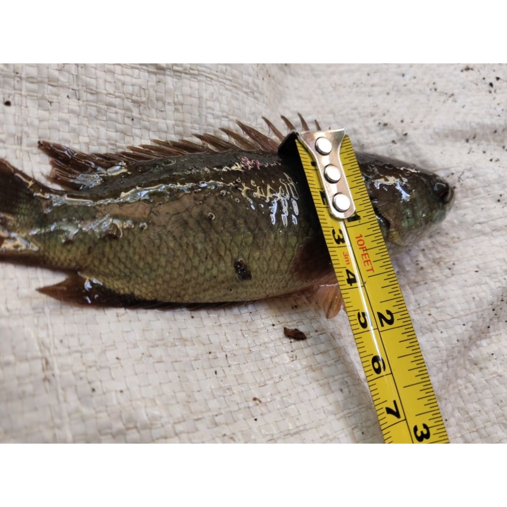 Ikan betok / papuyu / betik hidup sehat