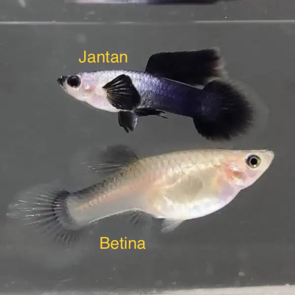 hiasan aquarium guppy mini panda