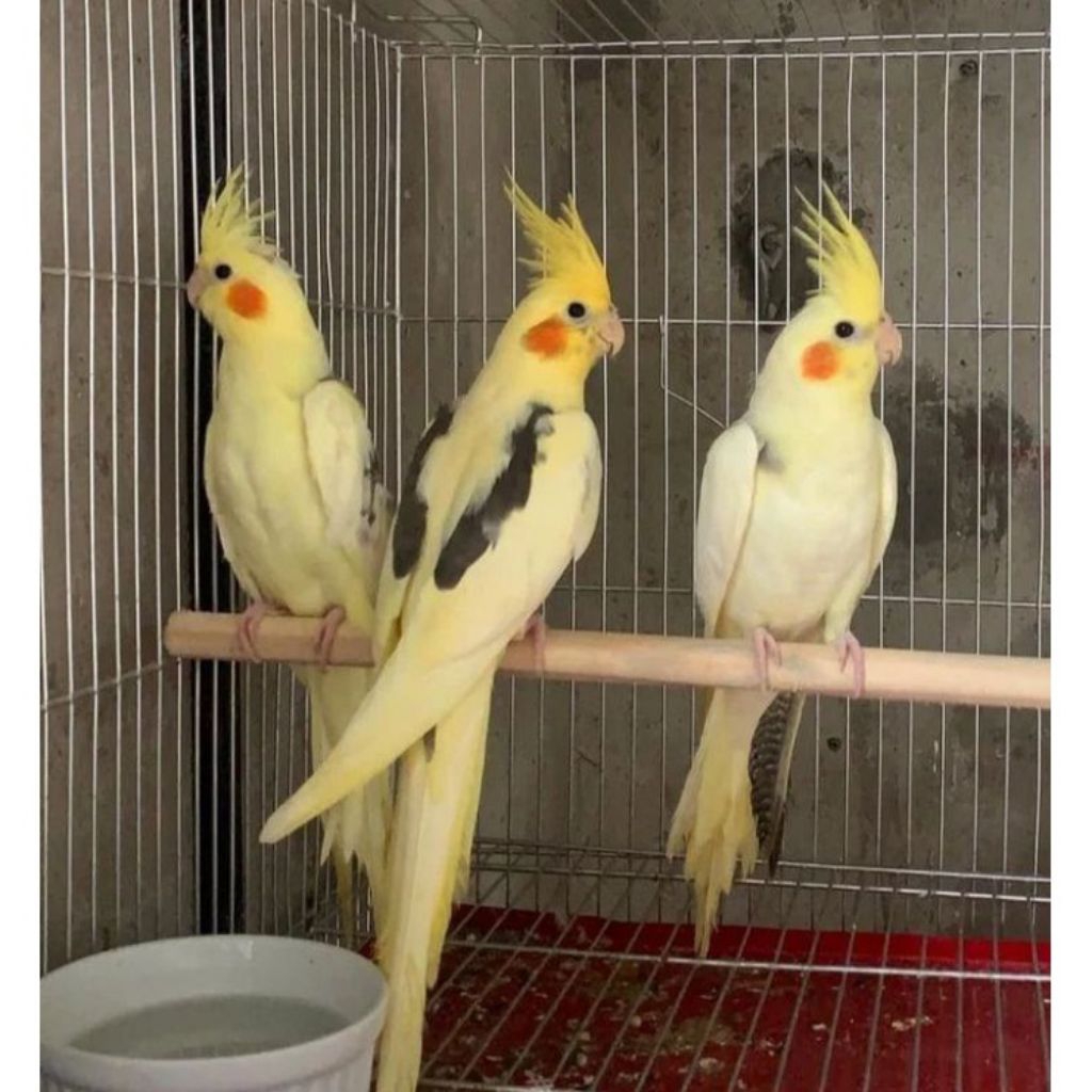 Burung falk cocktail dewasa 1 tahun+ /siap breeding