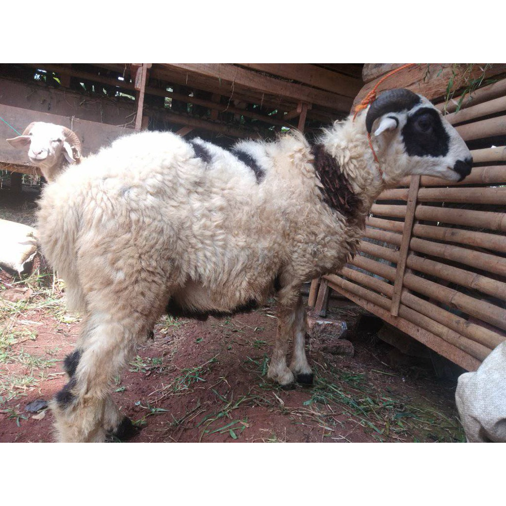 Kambing Domba Jantan - Kurban Idul Adha - Berbagi Qurban Nusantara 2026
