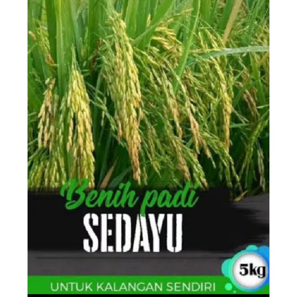 BENIH PADI UNGGUL LOKAL SEDAYU