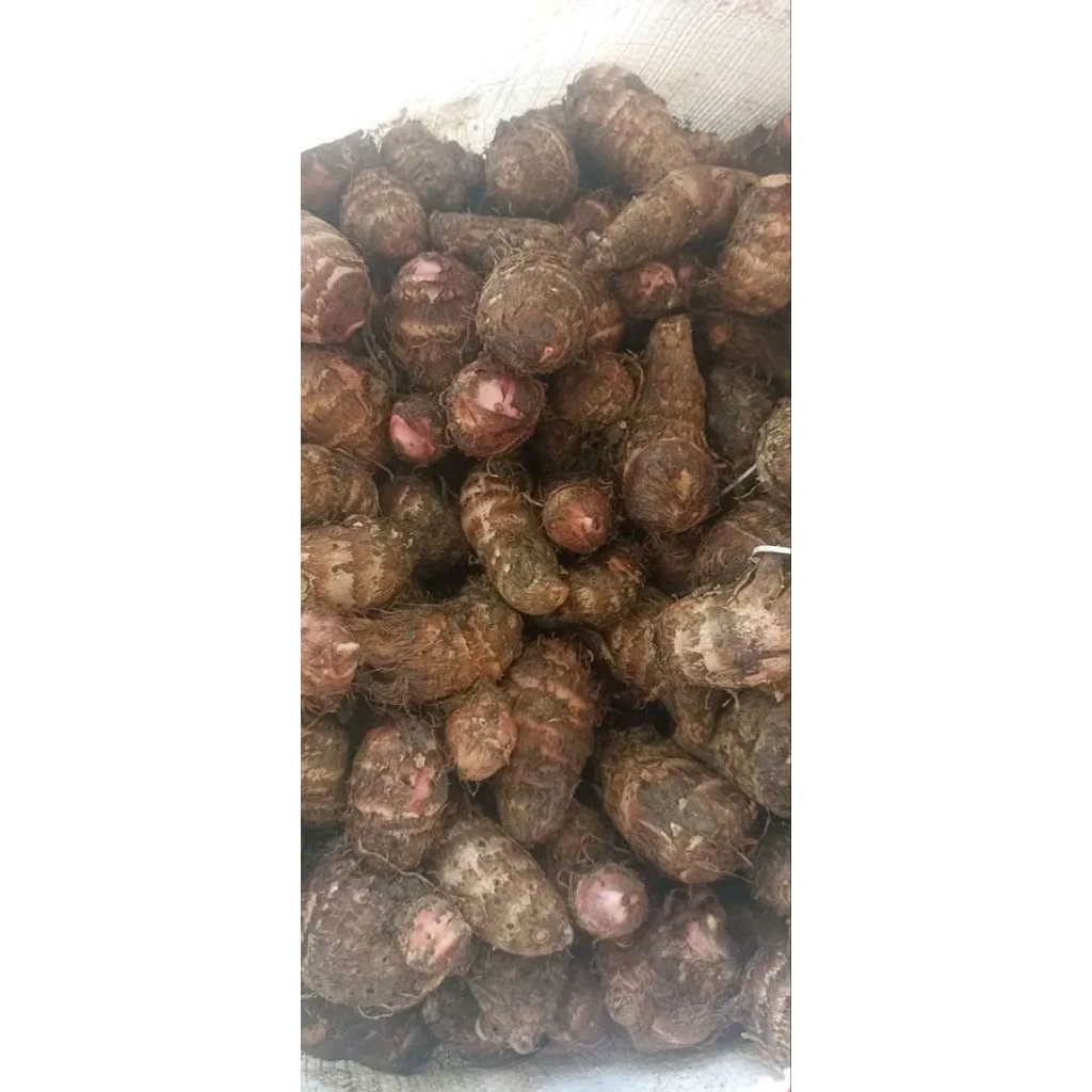 tales jodang segar fresh/1 kg