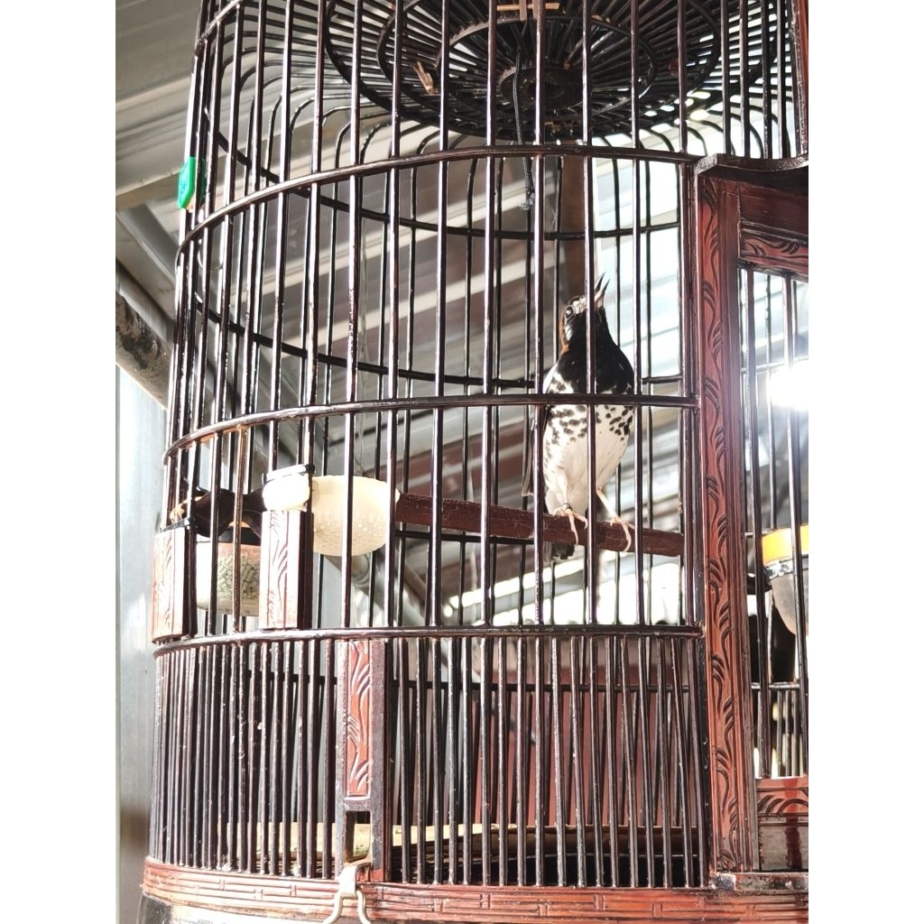 ANIS KEMBANG GACORAN MINUS MATA PUTIH RABUN ( KATARAK)
