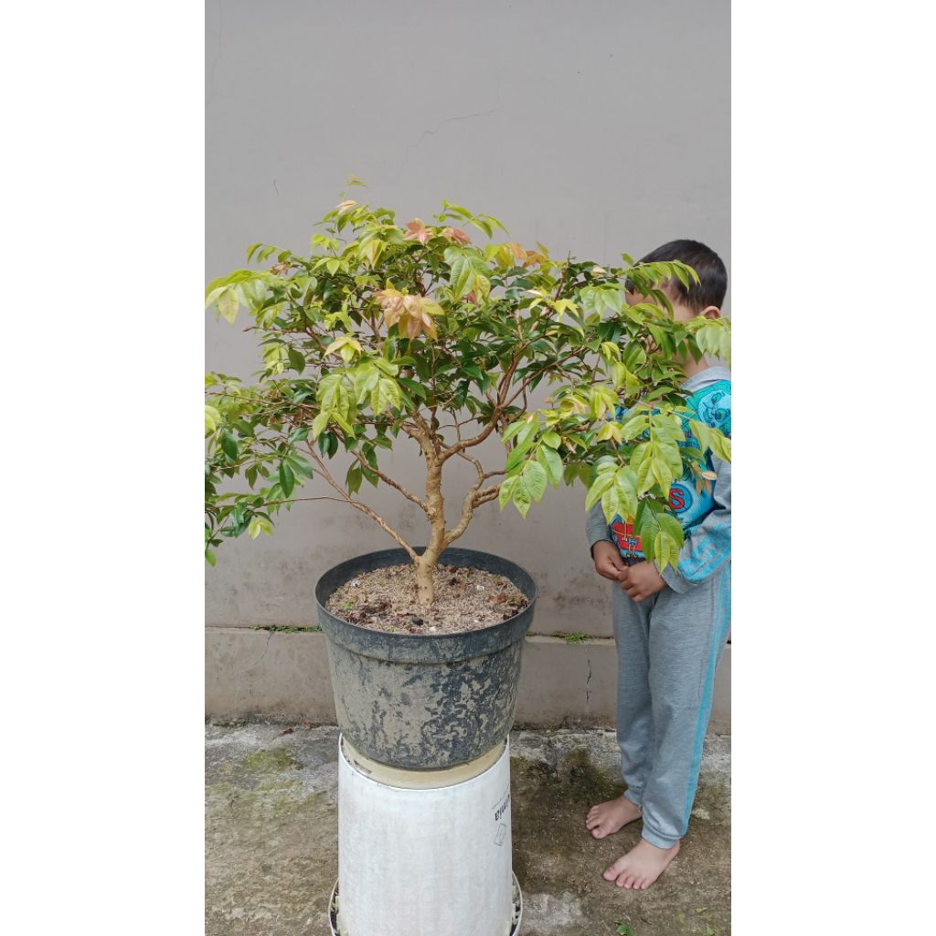 Tanaman Buah Jaboticaba