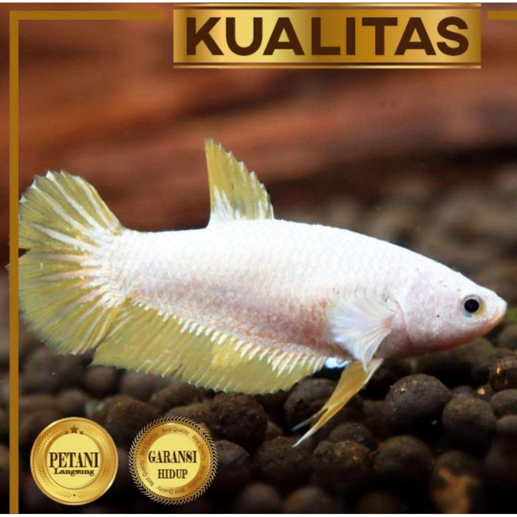 Cupang Betina Yellow Dragon Ikan Hias Aquascape Hiasan Aquarium